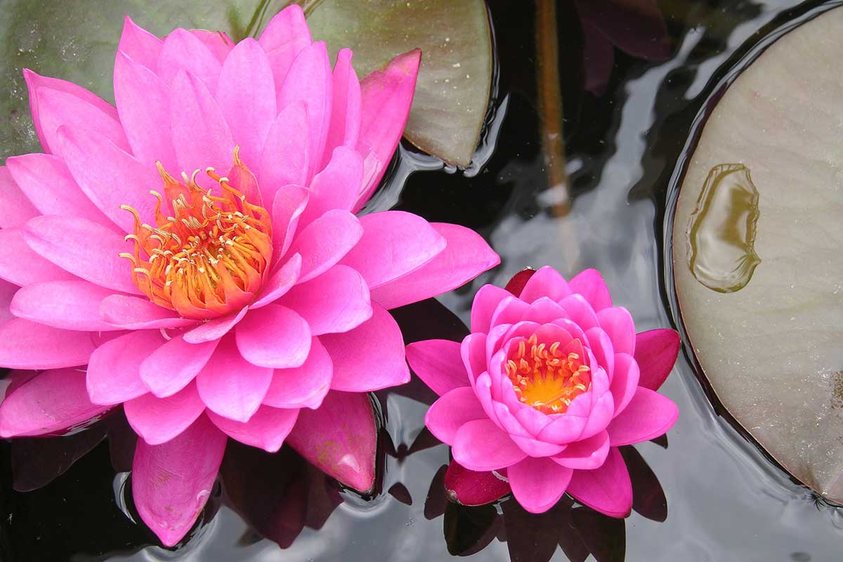 Nimet Erenler Gülkökü Sosyolog-Zen Eğitmeni