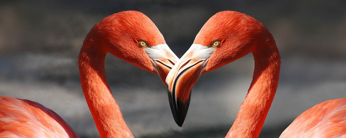 Beklediğiniz Sevgi Nefretin Habercisi Midir?