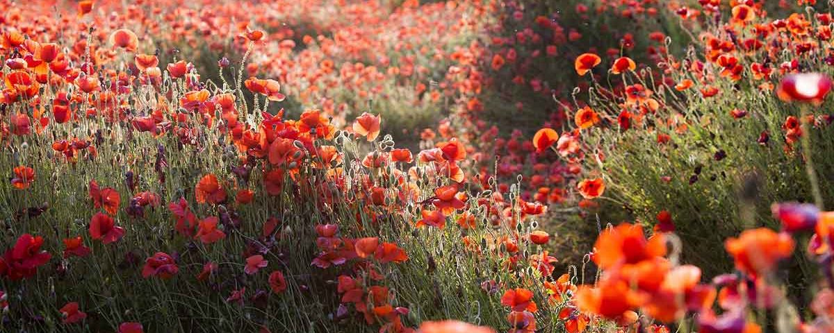 Yaşamak Bir Sanattır Bilene